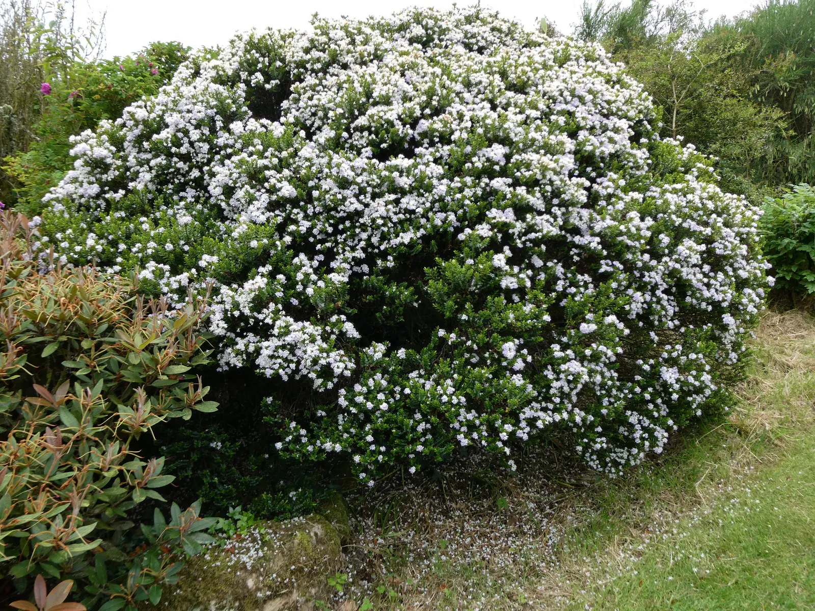 Page Hebe (Hebe Pinguifolia 'Pagei') — provided they are well-drained