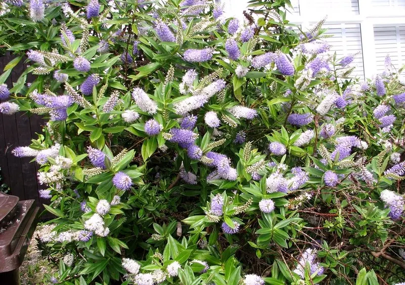 Page Hebe (Hebe Pinguifolia 'Pagei') — this plant thrives in full sun to partial shade