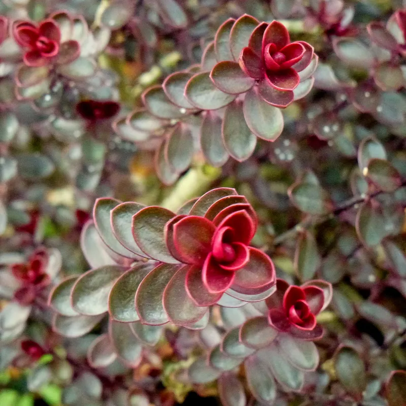 Page Hebe (Hebe Pinguifolia 'Pagei') — This leaf coloration offers a beautiful contrast to the typical green palette of most gardens