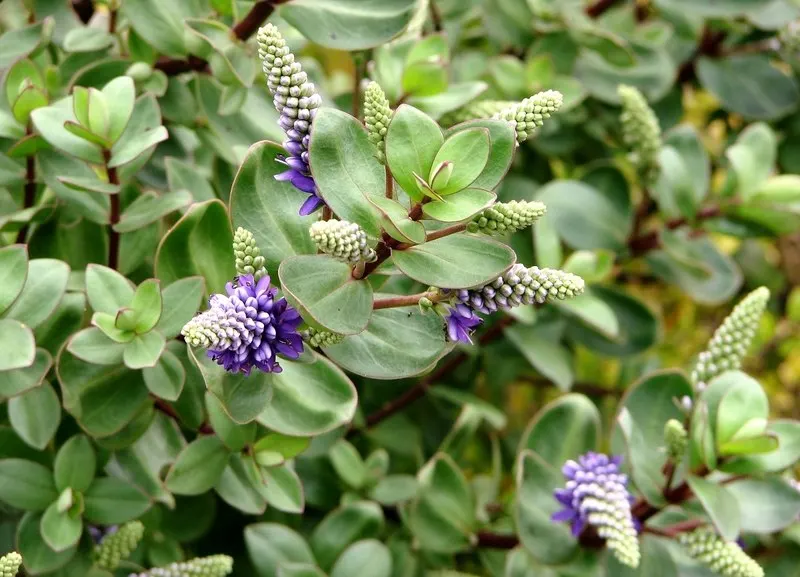 Page Hebe (Hebe Pinguifolia 'Pagei') — the Page Hebe produces an abundance of short spikes of white flowers