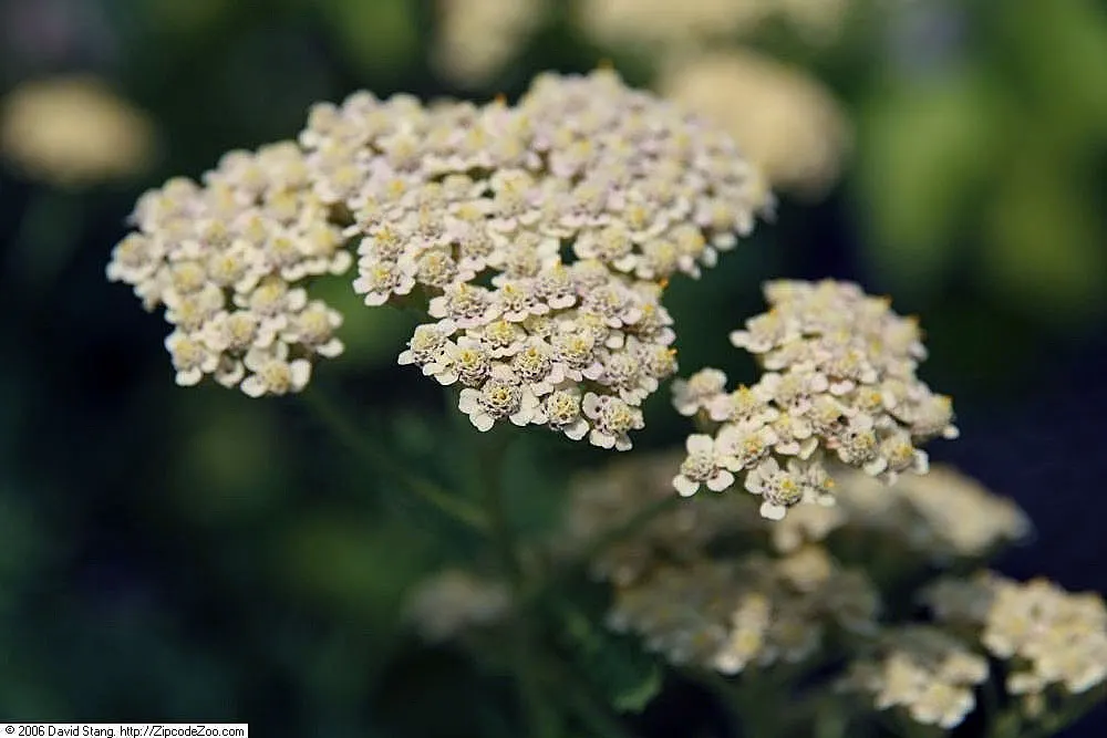 Heidi Yarrow (Achillea 'Heidi') — Achillea 'Heidi', known as Heidi Yarrow, is a hardy perennial offering summer-long blooms