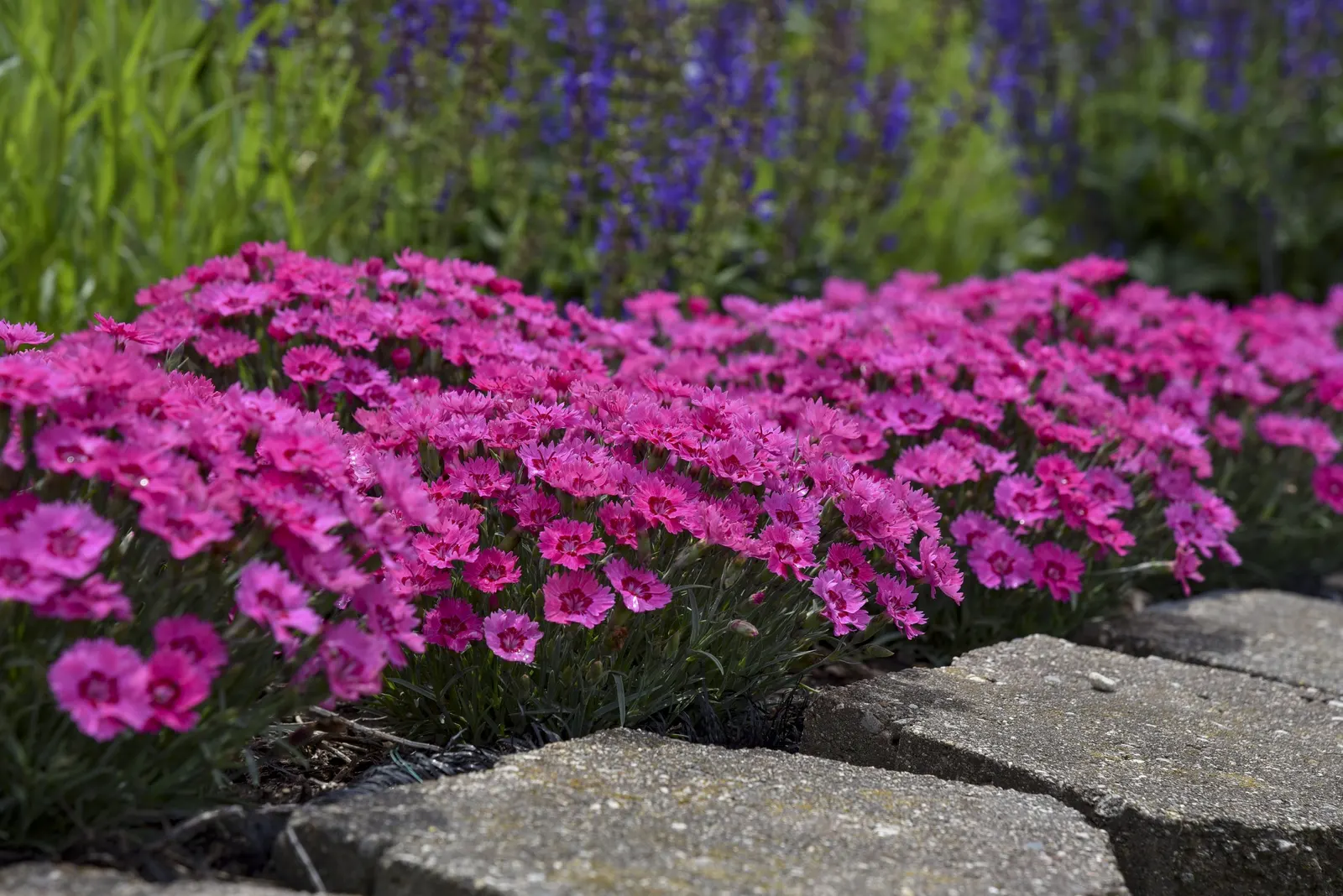 'Paint the Town Fancy' Pinks (Dianthus hybrid) — This bright colored perennial produces single