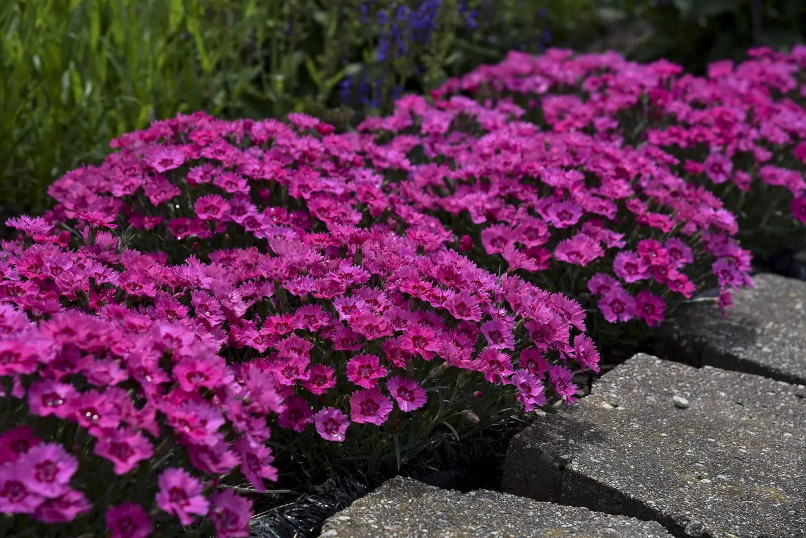 'Paint the Town Fancy' Pinks (Dianthus hybrid) — information and resources