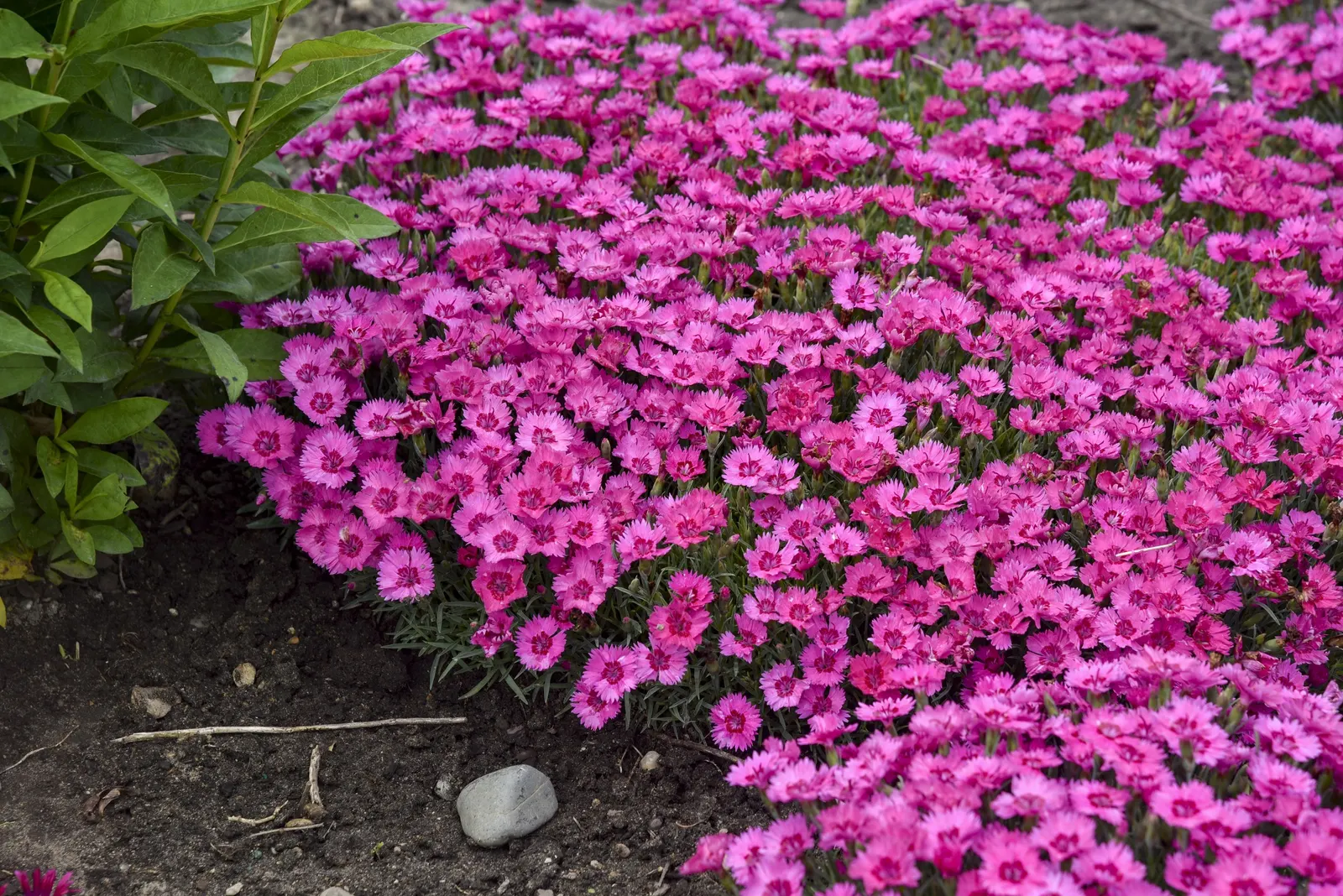 'Paint the Town Fancy' Pinks (Dianthus hybrid) — Proven Winners - 'Paint the Town Fancy' - Pinks - Dianthus hybrid pink rosy fuchsia with red eye plant details