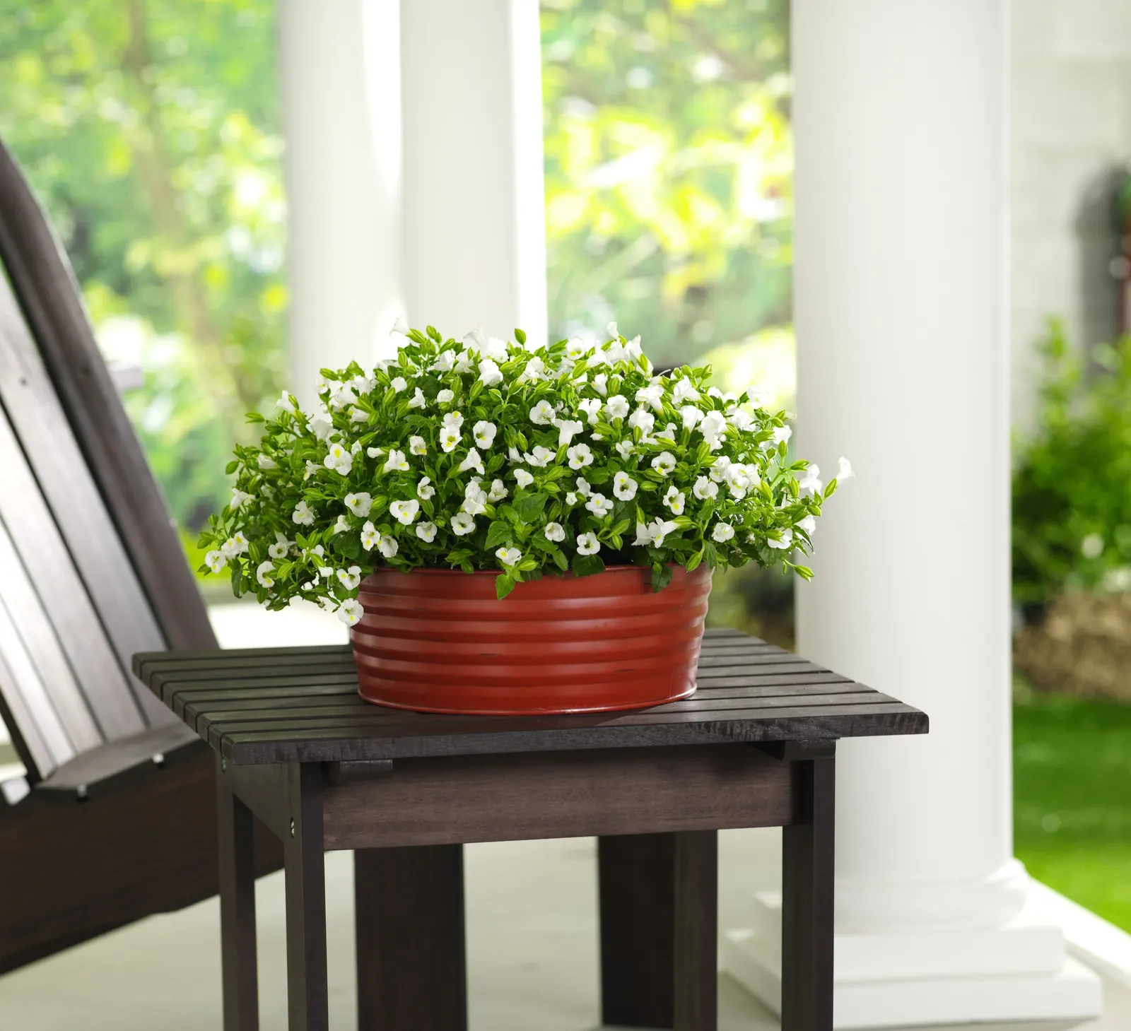 White Linen Wishbone Flower (Torenia) — Proven Winners - Catalina® White Linen - Wishbone Flower - Torenia white plant details; snapdragon-like, image 76