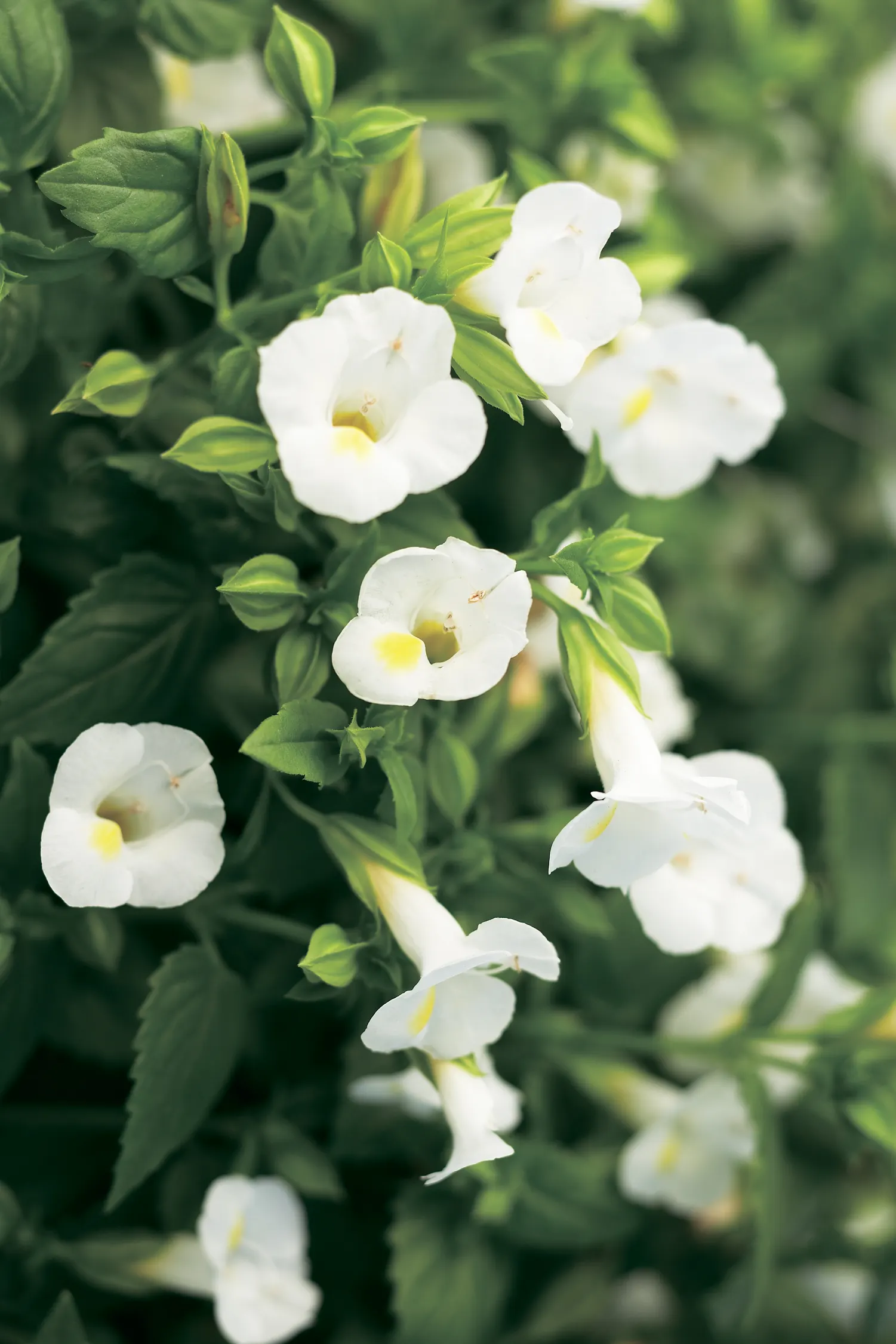 White Linen Wishbone Flower (Torenia) — heat and shade tolerant plants, image 98