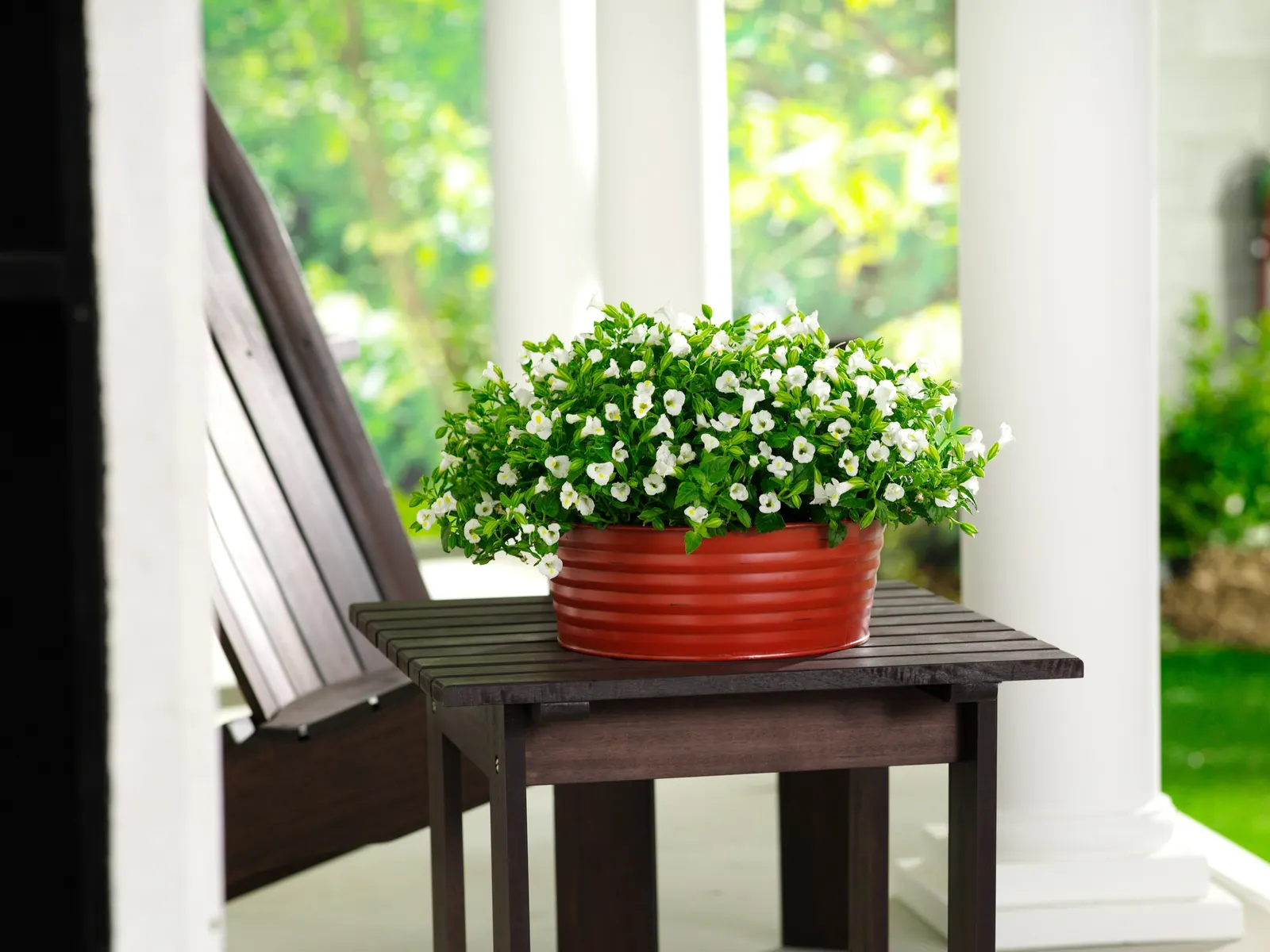 White Linen Wishbone Flower (Torenia) — snapdragon-like flowers all season long; white flowers in the garden, image 54