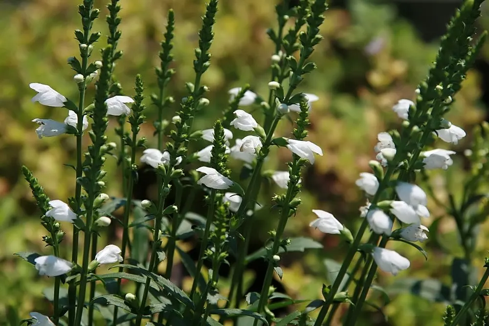 Miss Manners Obedient Plant (Physostegia Vir. 'Miss Manners') — is a clump-forming perennial boasting pure white