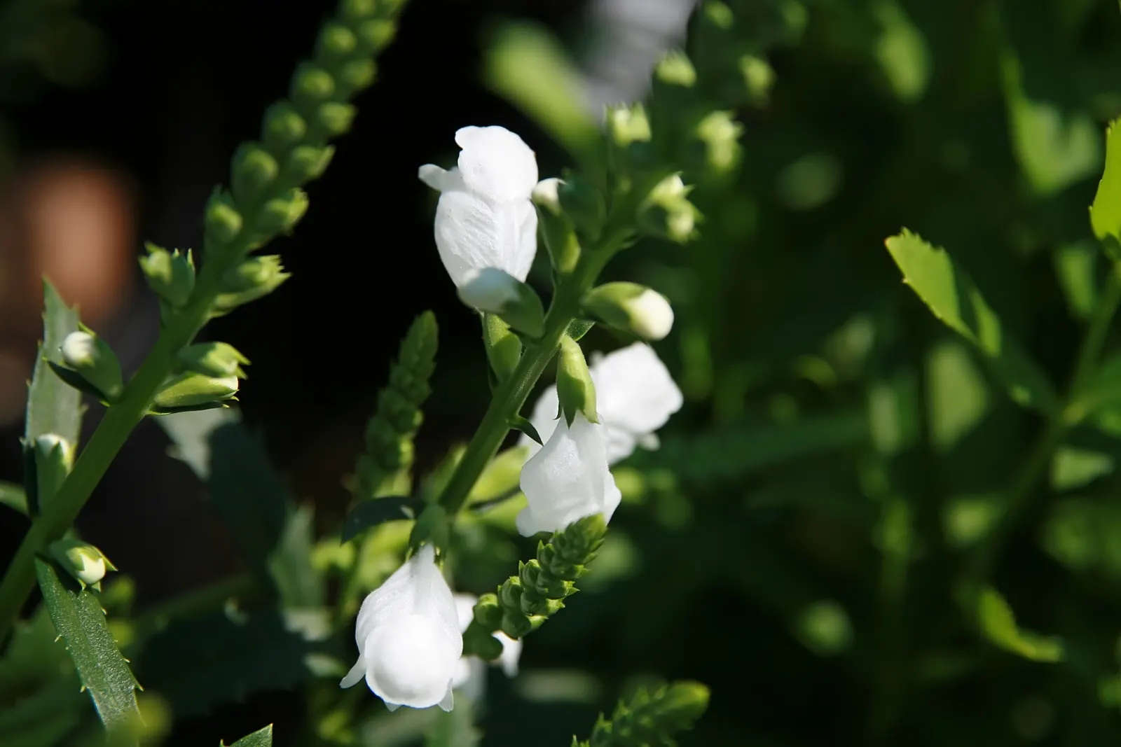 Miss Manners Obedient Plant (Physostegia Vir. 'Miss Manners') — The Miss Manners Obedient Plant, Physostegia vir