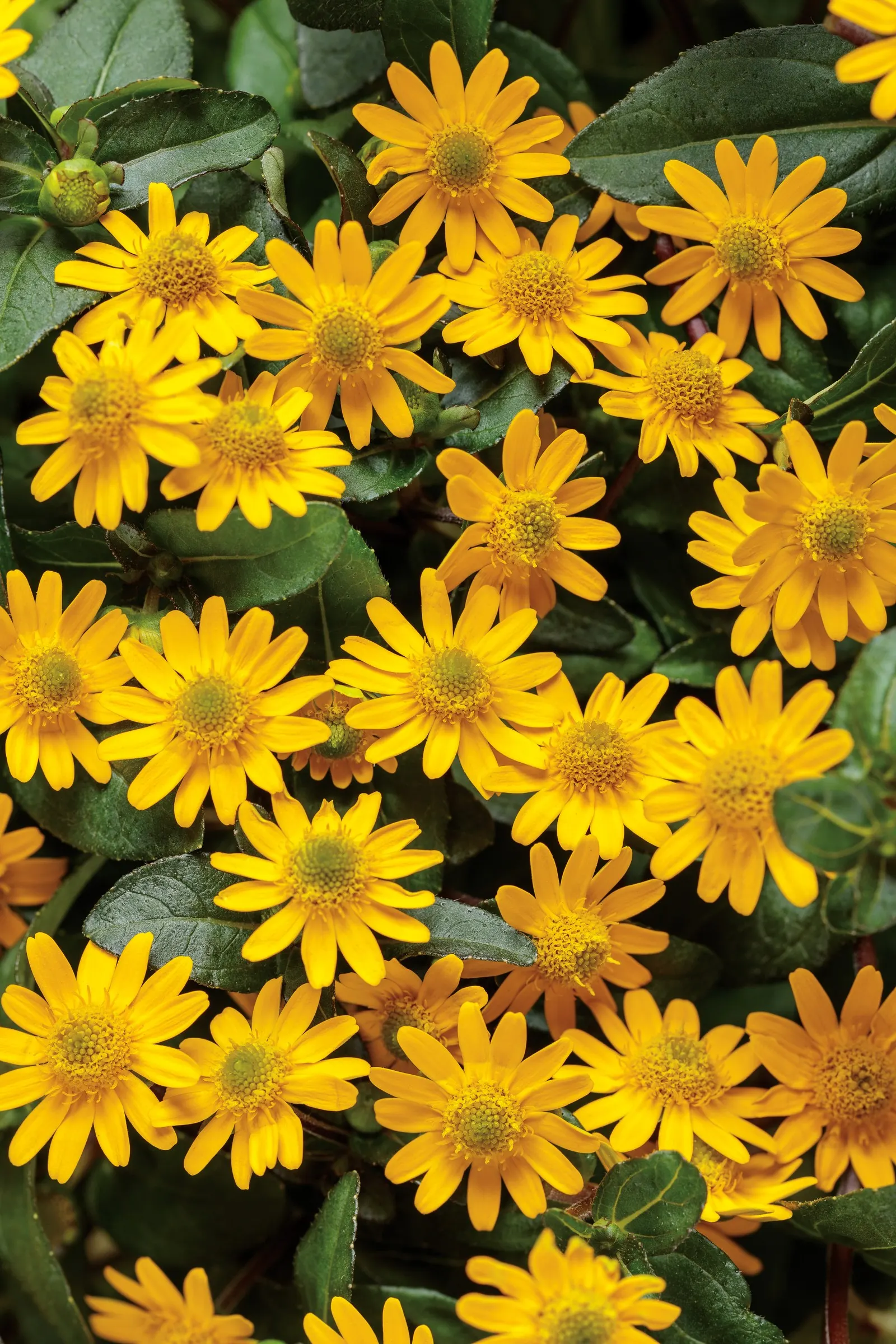 Sunbini® III Creeping Zinnia (Sanvitalia procumbens) — is a compact annual with dark green foliage and petite