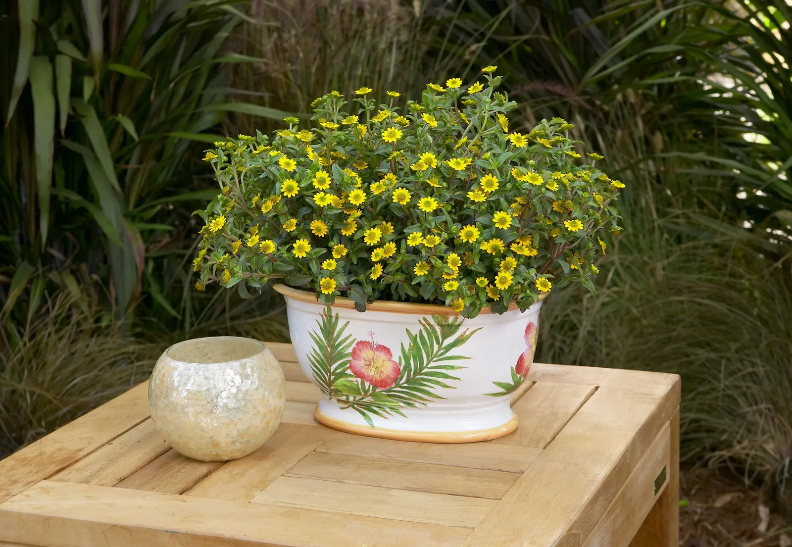 Sunbini® III Creeping Zinnia (Sanvitalia procumbens) — bright yellow daisy-like blooms from planting to frost