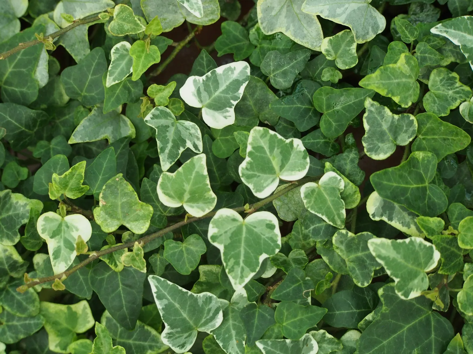 Botanical Wonder (Fatshedera Lizei) — offering a versatile and exotic flair to any garden design; it prefers partial to full shade and thrives in, image 52
