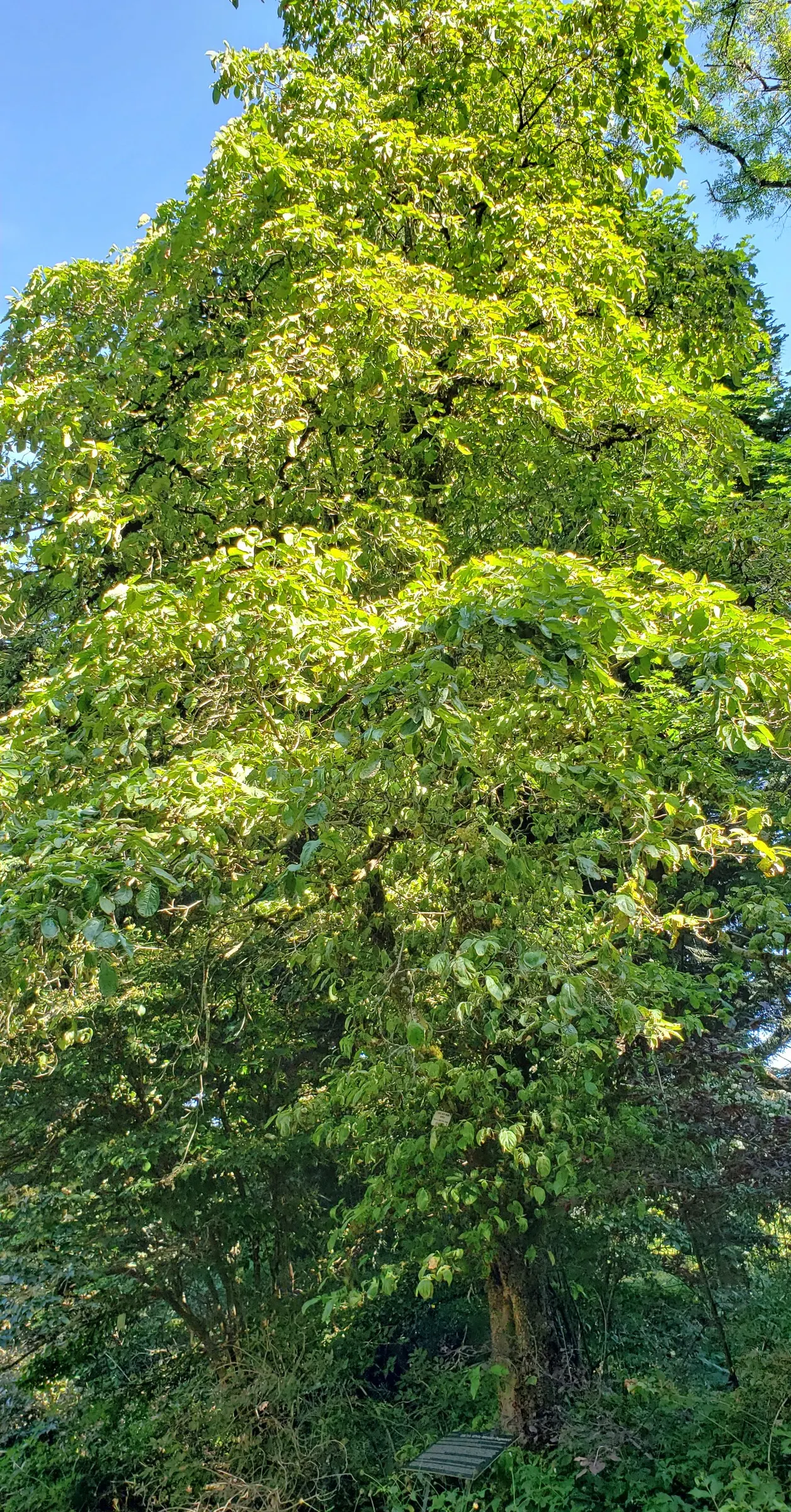 Botanical Wonder (Fatshedera Lizei) — pushing its vertical limits up to 6 to 8 feet; fatshedera lizei, commonly known as Botanical Wonder, is a unique