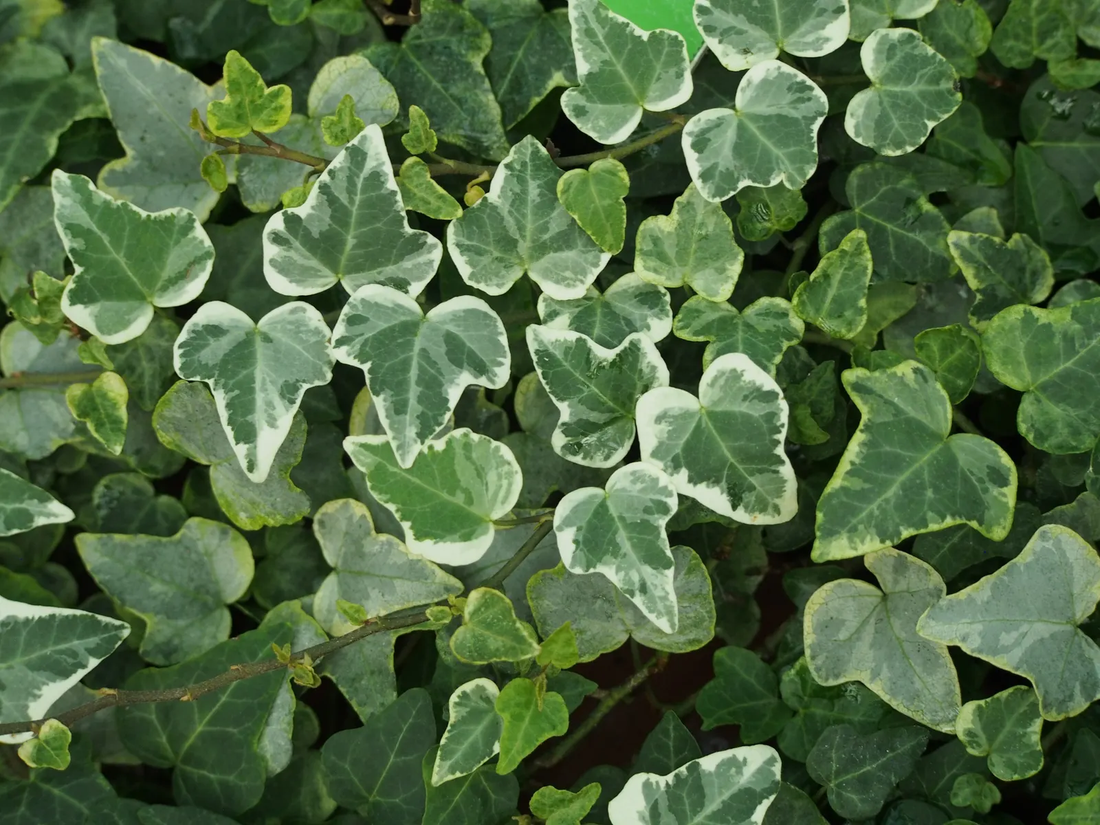 Botanical Wonder (Fatshedera Lizei) — This semi-evergreen shrub reaches an average height of 3 to 4 feet and spreads approximately 2 to 3 feet, image 57