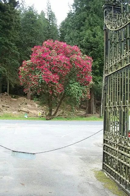 Botanical Wonder (Fatshedera Lizei) — The leaves maintain their vibrancy throughout the year, with only minor leaf drop in colder climates; adaptable nature of