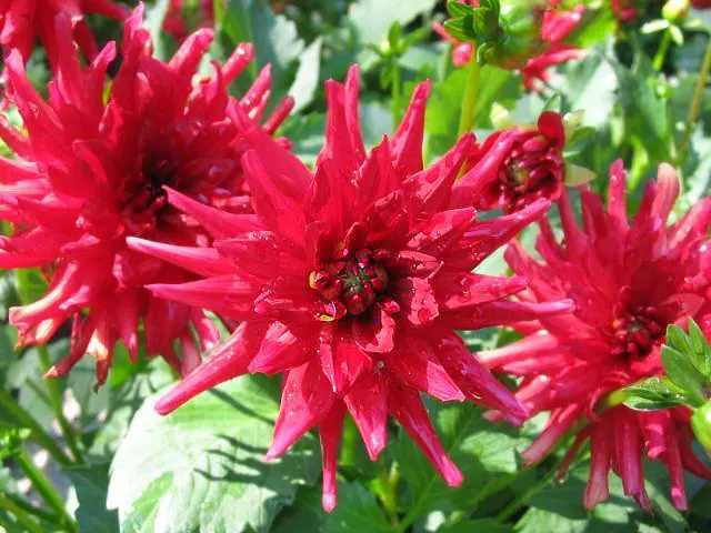 Botanical Wonder (Fatshedera Lizei) — making it a suitable mid-layer plant in a diverse landscape design.<br><br>With its unique five-lobed, image 35