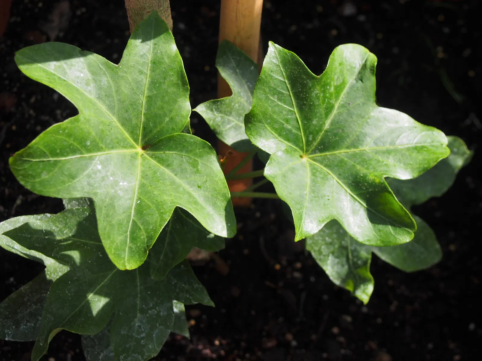 Botanical Wonder (Fatshedera Lizei) — A cross between Fatsia japonica and Hedera helix; this semi-evergreen shrub reaches an average height of 3 to 4 feet and