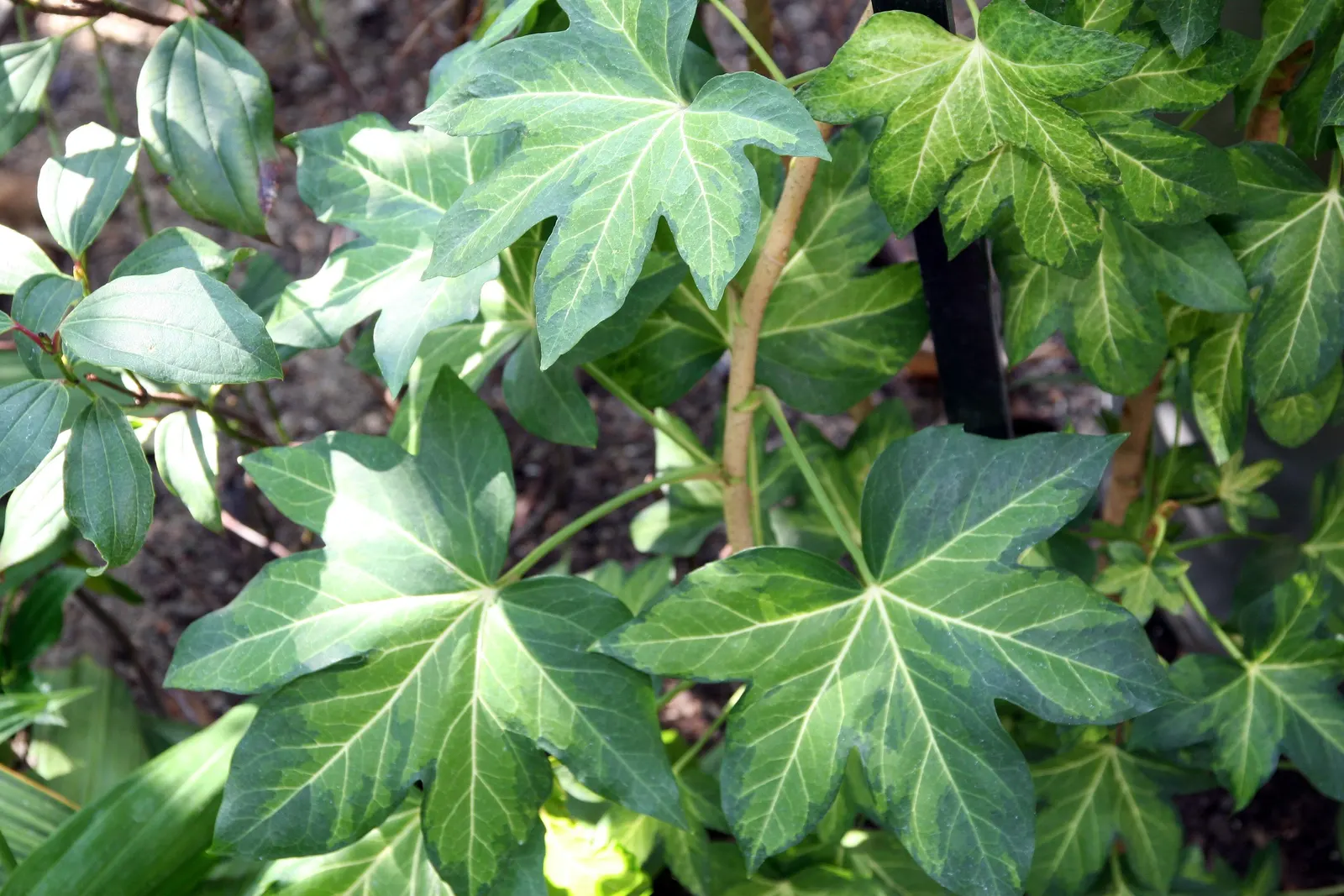 Botanical Wonder (Fatshedera Lizei) — adaptable nature of Hedera helix (common ivy); white flowers in the garden