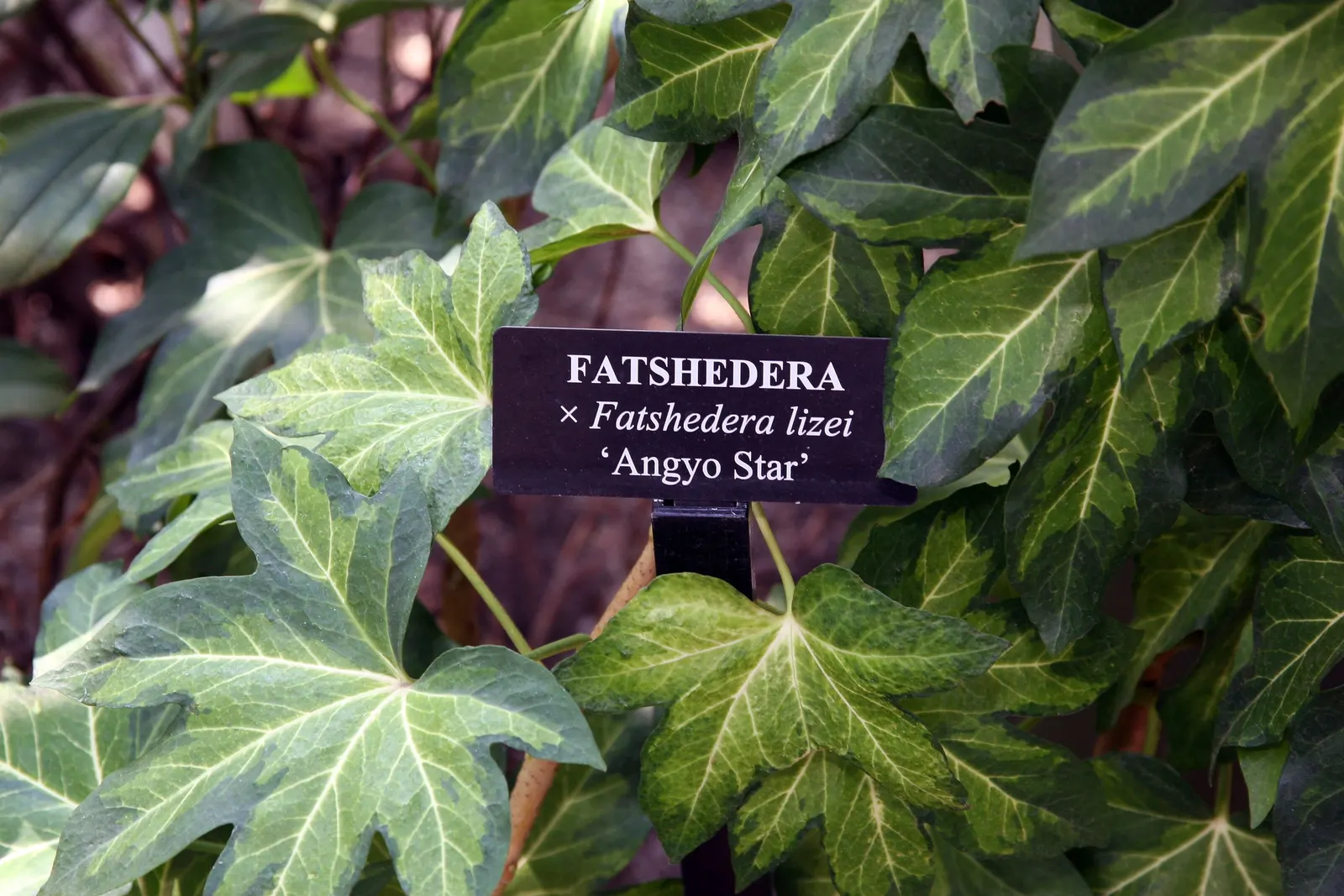 Botanical Wonder (Fatshedera Lizei) — though it may need protection from harsh winter winds and severe frosts in colder microclimates; the leaves maintain