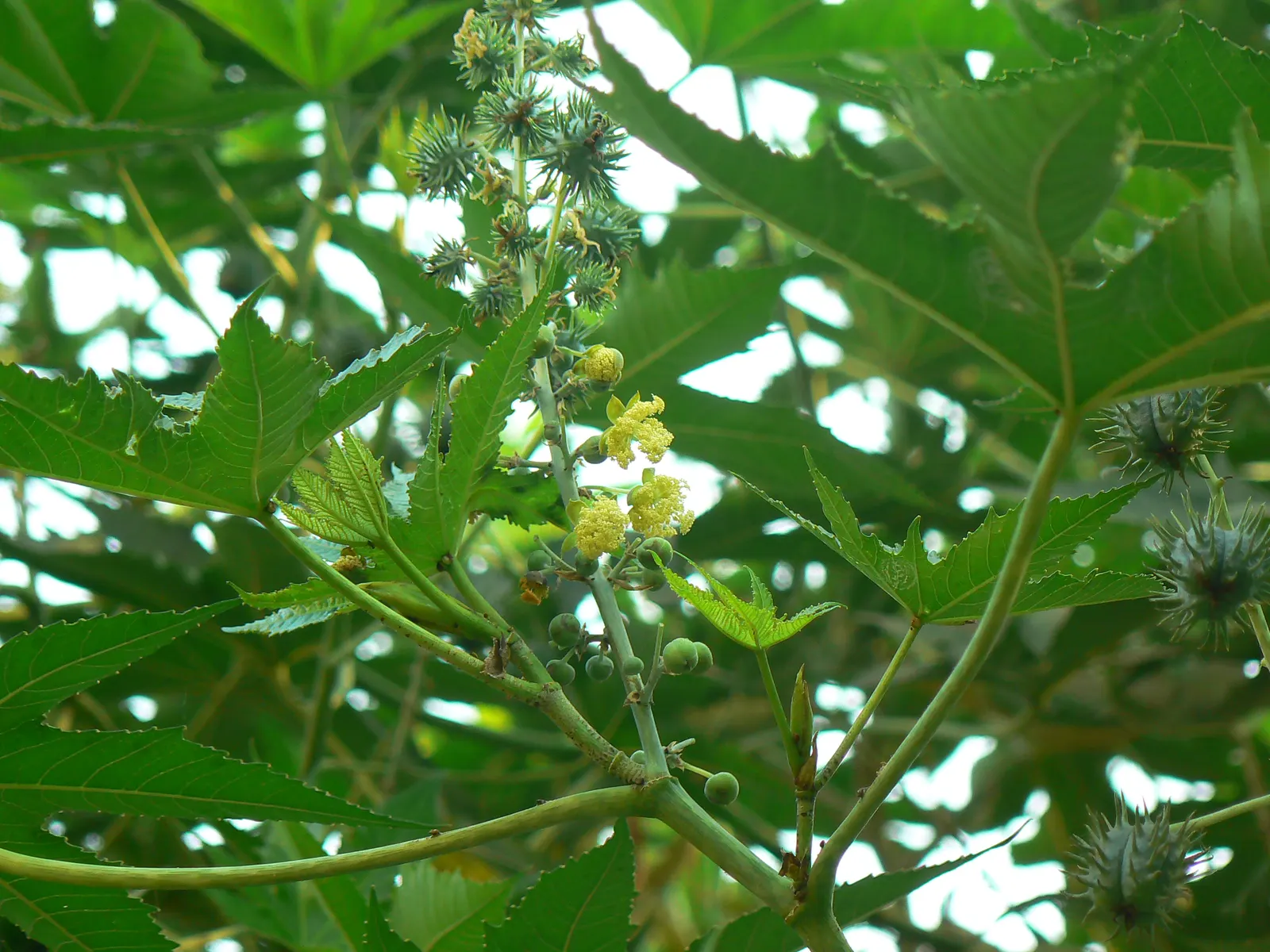Botanical Wonder (Fatshedera Lizei) — palmate leaves spanning up to 12 inches wide