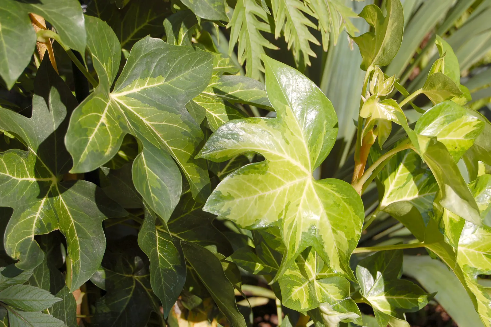 Botanical Wonder (Fatshedera Lizei) — A light annual pruning can help to maintain its shape and promote lush foliage; shrub with white blooms