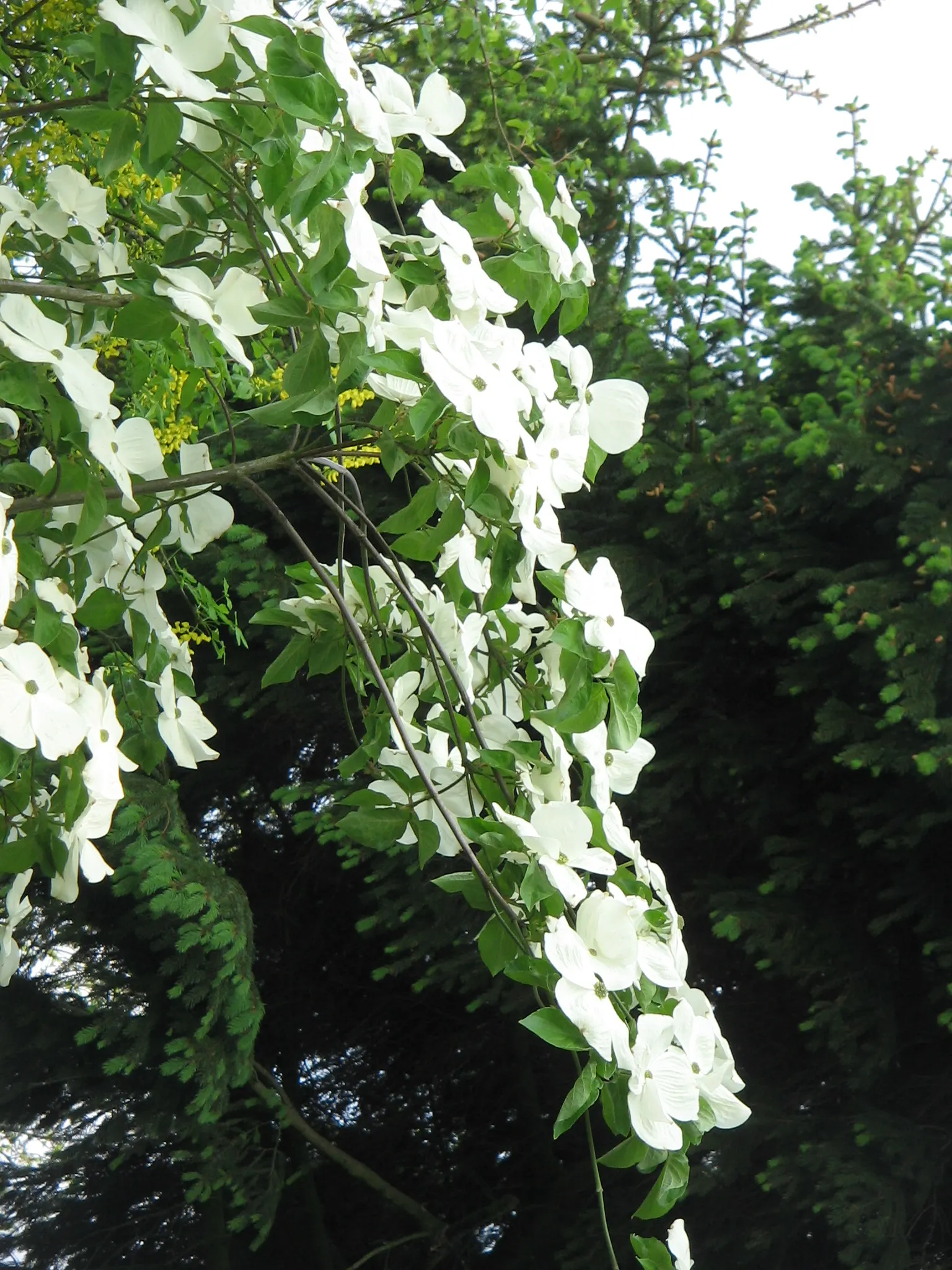 Botanical Wonder (Fatshedera Lizei) — offering a versatile and exotic flair to any garden design
