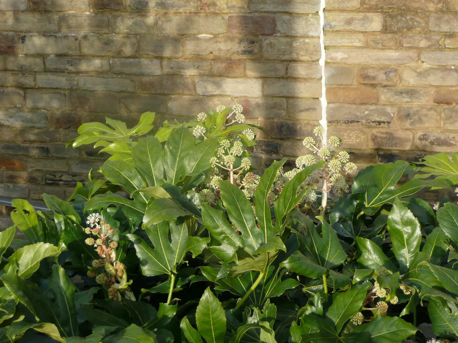Botanical Wonder (Fatshedera Lizei) — palmate leaves spanning up to 12 inches wide; or it can be pruned to maintain a tidy, image 49