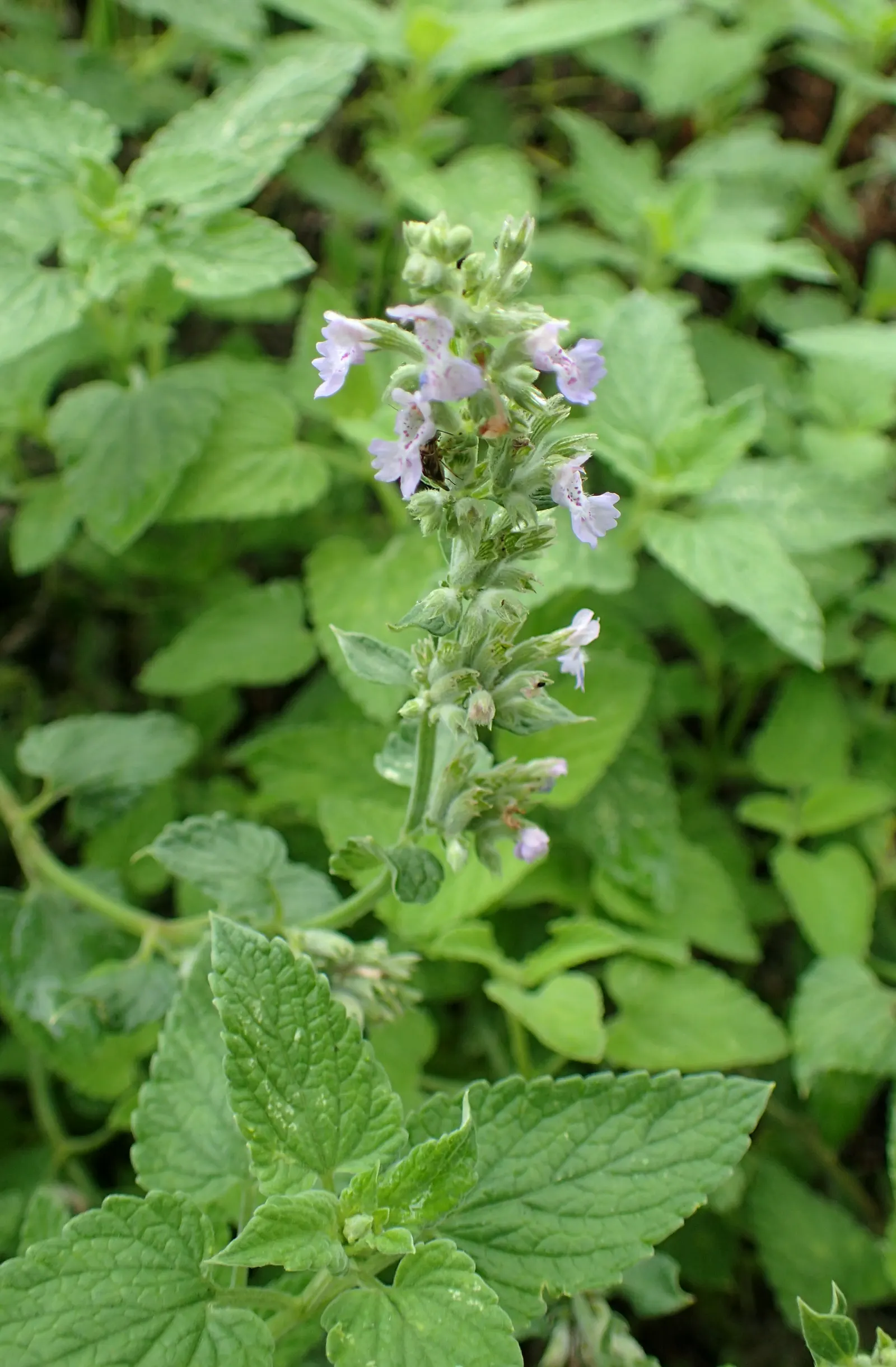 Botanical Wonder (Fatshedera Lizei) — A light annual pruning can help to maintain its shape and promote lush foliage