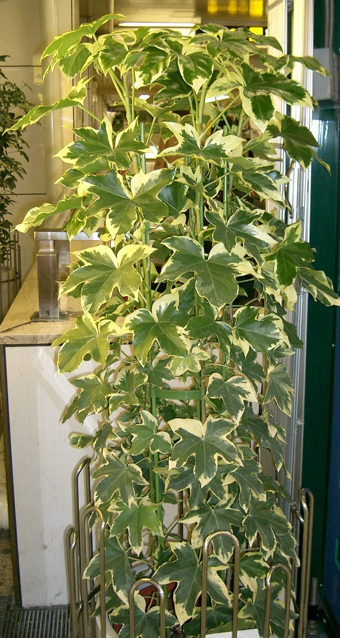 Botanical Wonder (Fatshedera Lizei) — It can reach a height of 5 feet and a spread of 4 feet; large leaves of Fatsia japonica and the climbing, image 51
