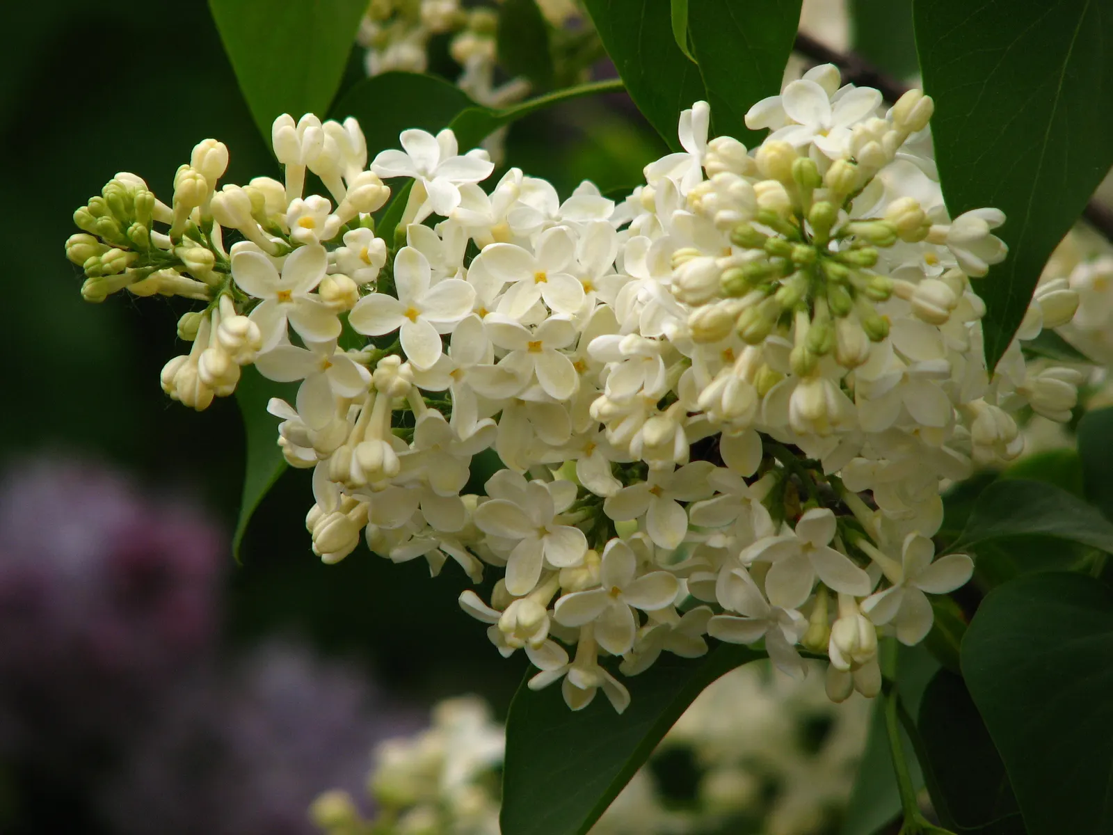 Botanical Wonder (Fatshedera Lizei) — It prefers partial to full shade and thrives in well-drained soil