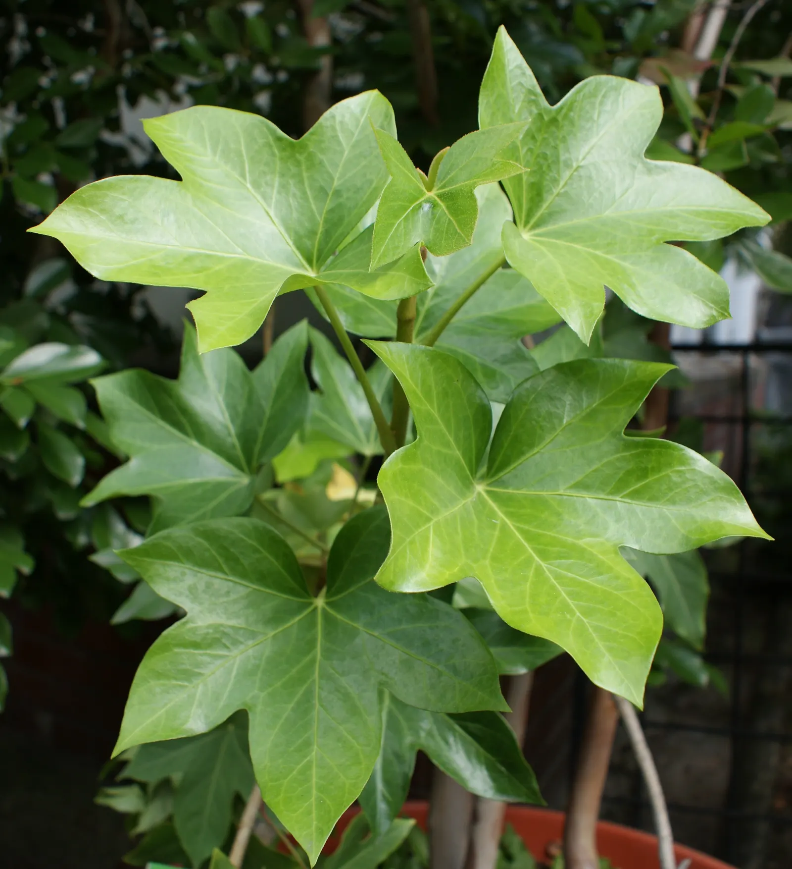 Botanical Wonder (Fatshedera Lizei) — making it a suitable mid-layer plant in a diverse landscape design.<br><br>With its unique five-lobed, image 58