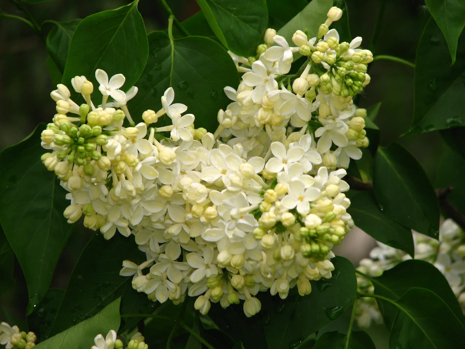 Botanical Wonder (Fatshedera Lizei) — making it a suitable mid-layer plant in a diverse landscape design.<br><br>With its unique five-lobed