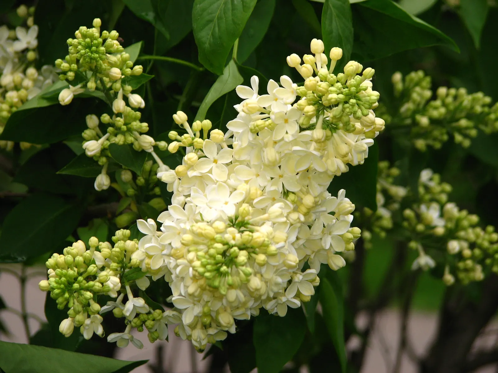 Botanical Wonder (Fatshedera Lizei) — large leaves of Fatsia japonica and the climbing