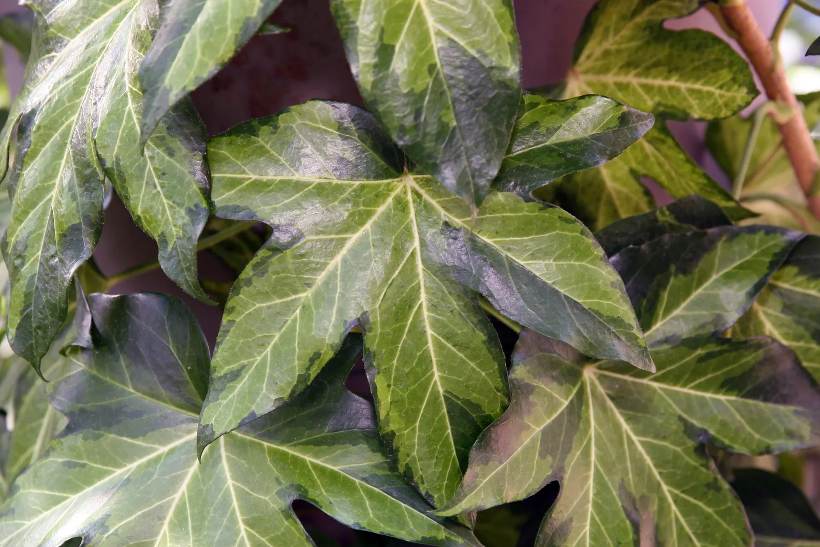 Botanical Wonder (Fatshedera Lizei) — Fatshedera lizei provides a bold and dramatic texture to garden compositions; palmate leaves spanning up to 12 inches wide