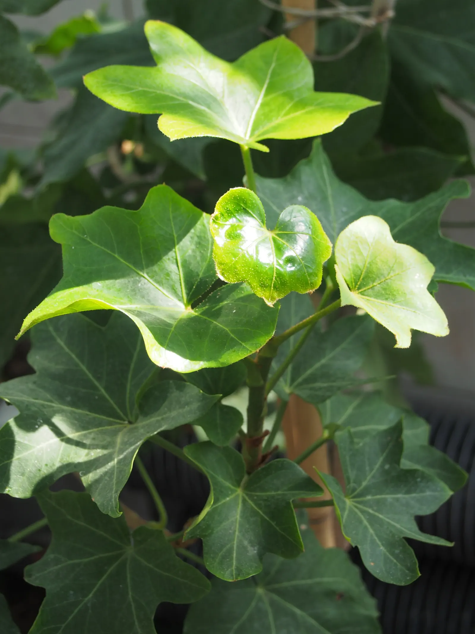 Botanical Wonder (Fatshedera Lizei) — offering a versatile and exotic flair to any garden design; it prefers partial to full shade and thrives in well-drained