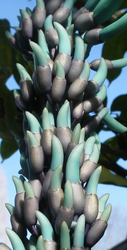 Botanical Wonder (Fatshedera Lizei) — dark green leaves that can span up to 10 to 12 inches across; though it may need protection from harsh winter winds and