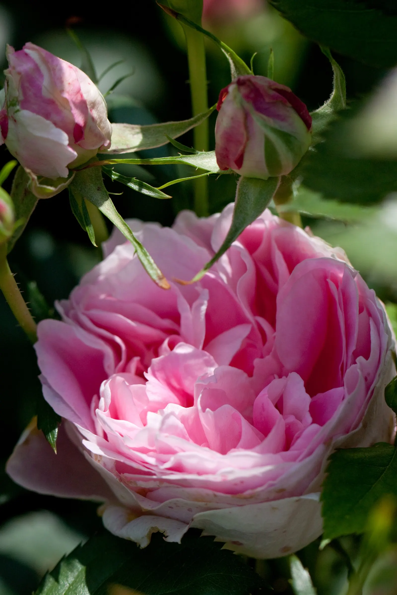 Botanical Wonder (Fatshedera Lizei) — is an intriguing hybrid plant that offers the best of two botanical worlds - the lush