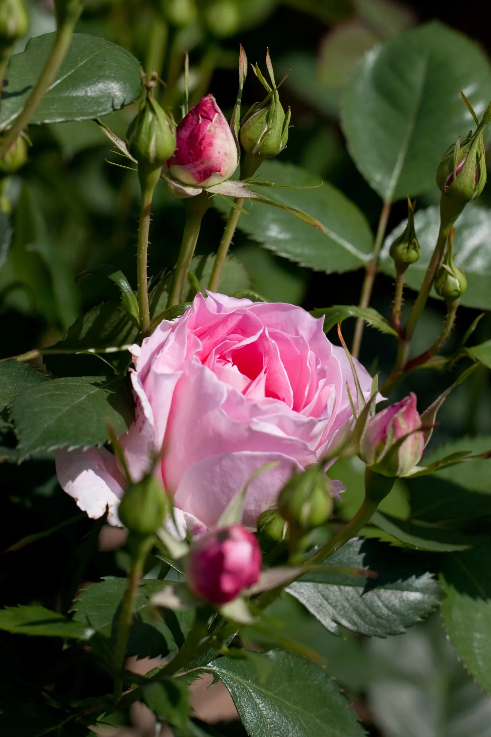 Botanical Wonder (Fatshedera Lizei) — Ideal for shaded areas, it thrives in well-drained soil and prefers consistent moisture; a cross between, image 50