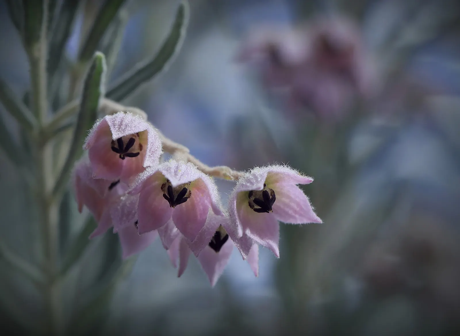 Botanical Wonder (Fatshedera Lizei) — pushing its vertical limits up to 6 to 8 feet