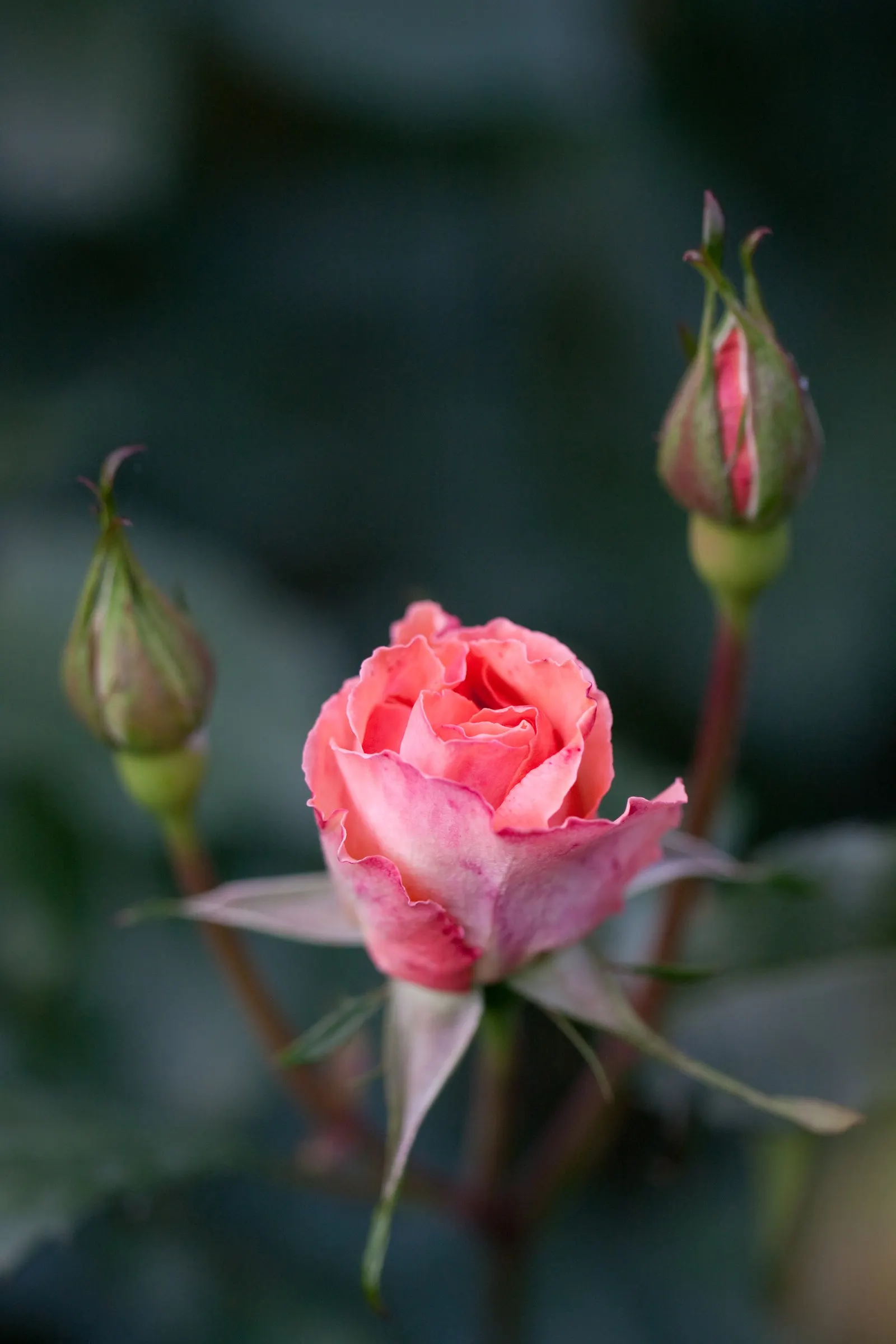 Botanical Wonder (Fatshedera Lizei) — Ideal for shaded areas, it thrives in well-drained soil and prefers consistent moisture