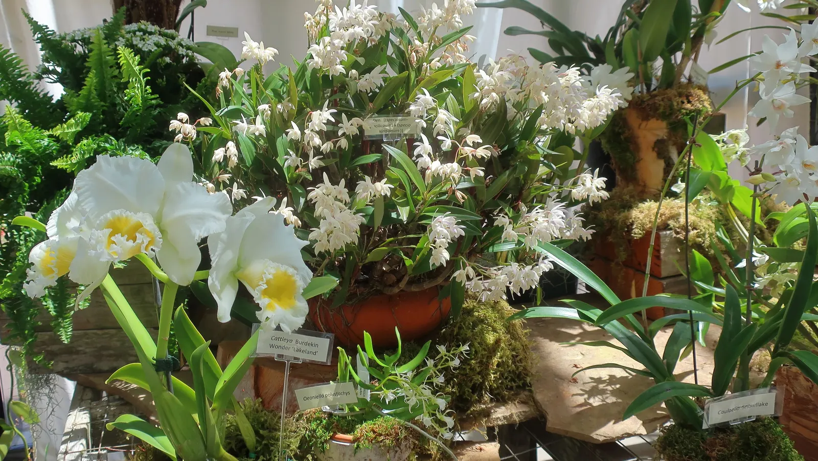 Botanical Wonder (Fatshedera Lizei) — Fatshedera lizei, commonly known as Botanical Wonder, is a unique semi-evergreen intergeneric hybrid; ideal, image 47