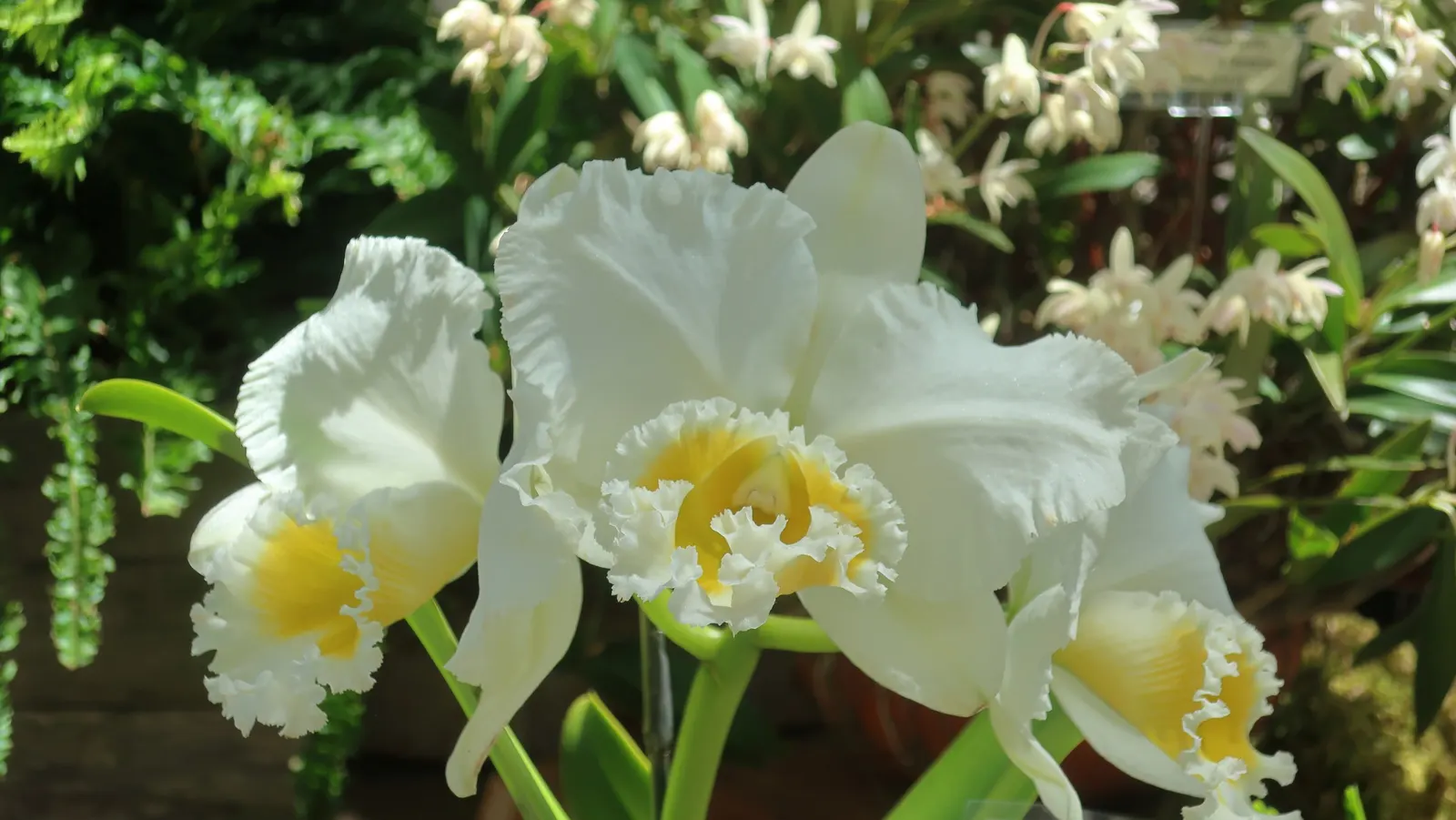 Botanical Wonder (Fatshedera Lizei) — commonly referred to as the Botanical Wonder; shrub for deep shade or half or shade, image 53