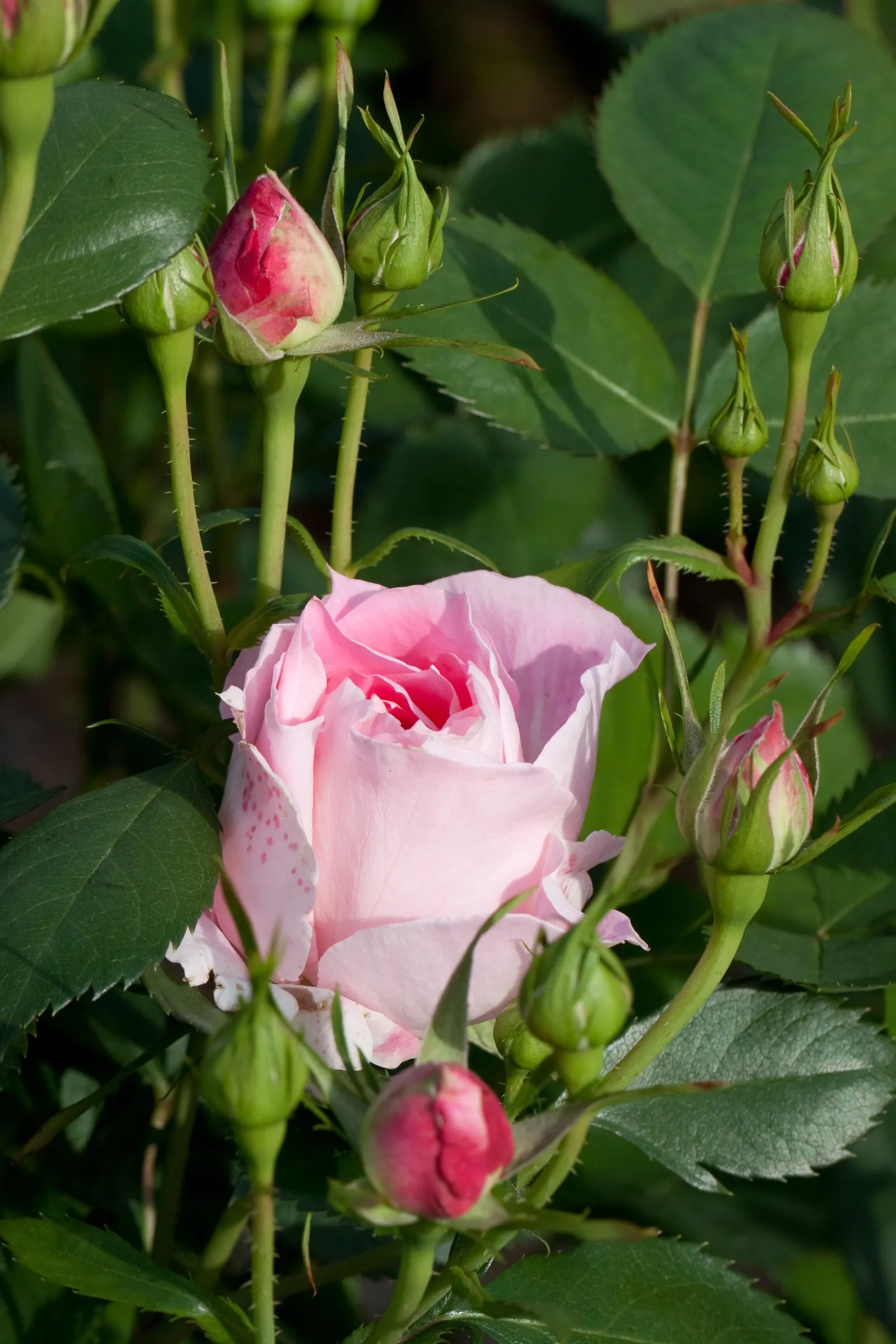 Botanical Wonder (Fatshedera Lizei) — It prefers partial to full shade and thrives in well-drained soil; pushing its vertical limits up to 6 to 8 feet