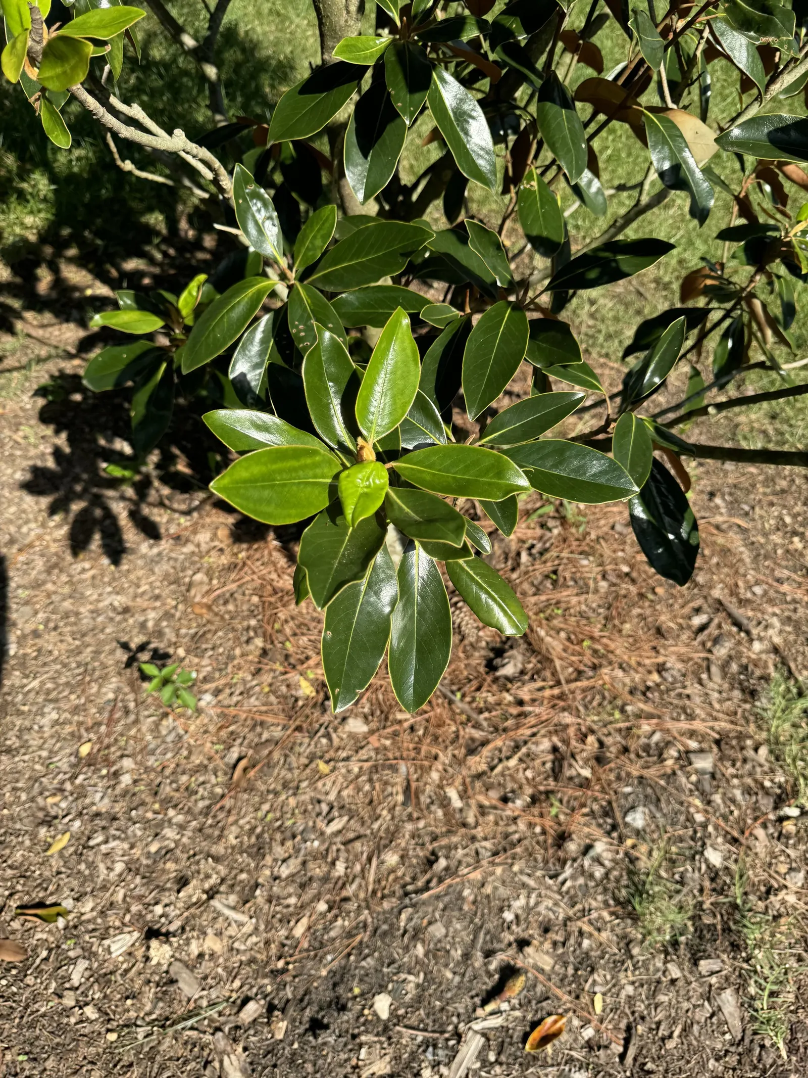 Little Gem Dwarf Southern Magnolia (Magnolia Grandiflora 'Little Gem') — This cultivar's smaller stature and elegant appearance make it perfect for residential