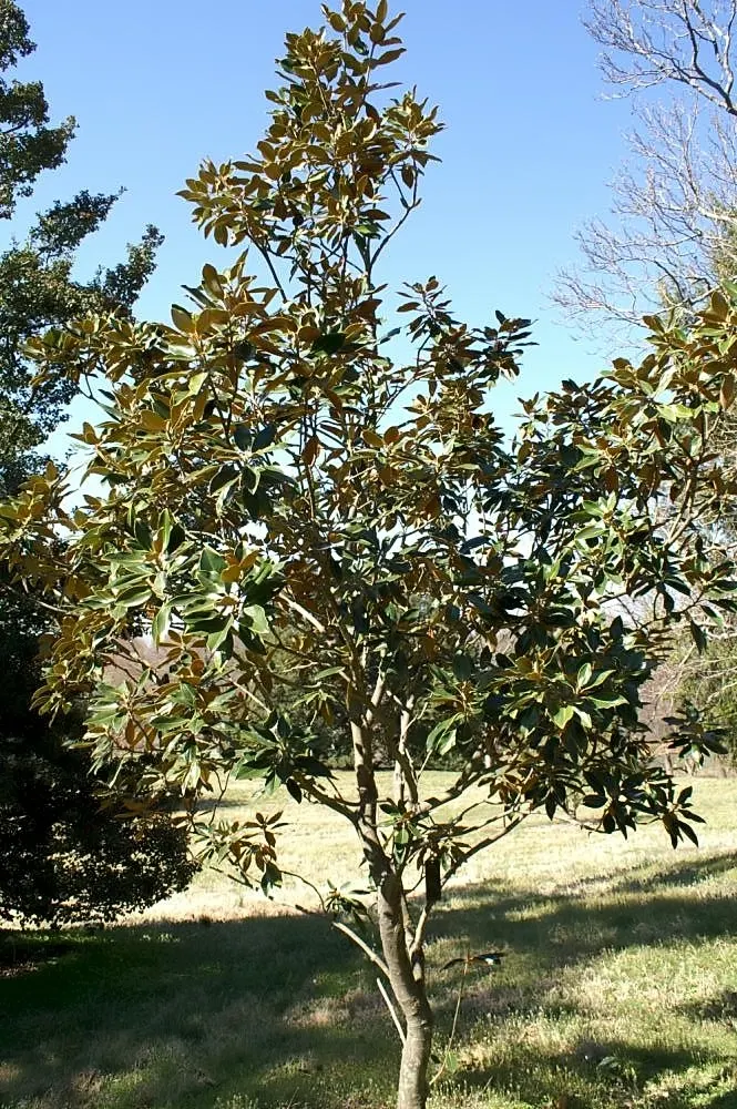 Little Gem Dwarf Southern Magnolia (Magnolia Grandiflora 'Little Gem') — white flowers in the garden