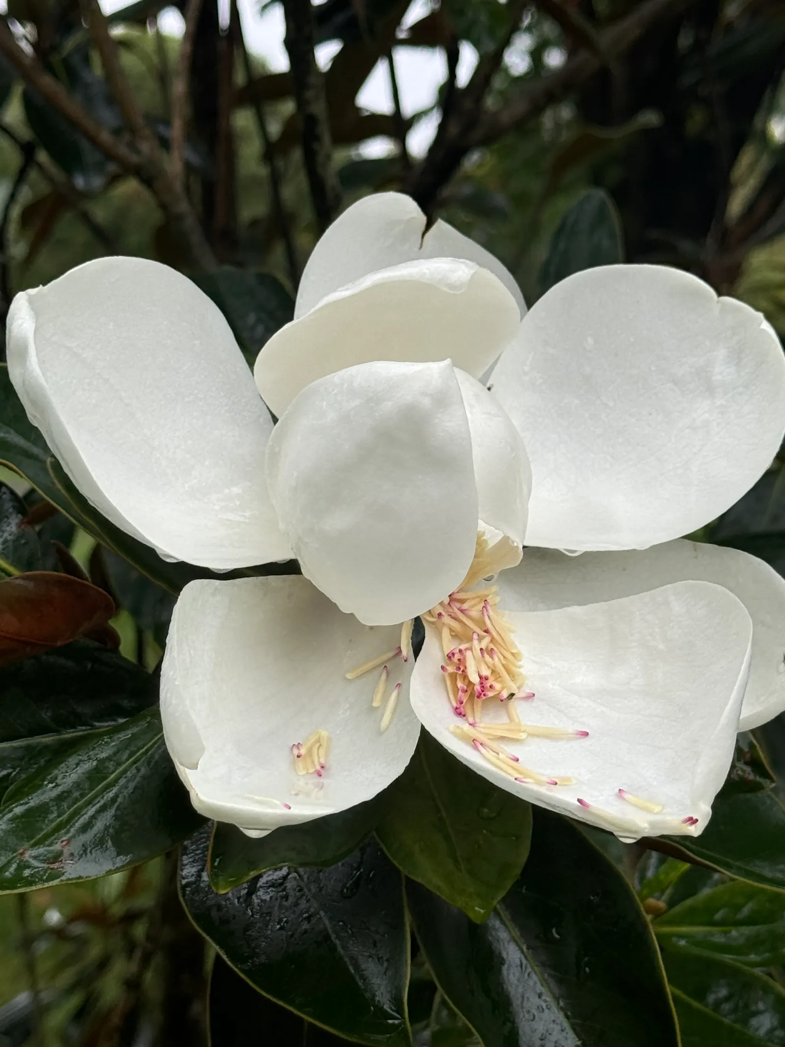 Little Gem Dwarf Southern Magnolia (Magnolia Grandiflora 'Little Gem') — It reaches a mature height of approximately 20 feet and spreads 10 feet