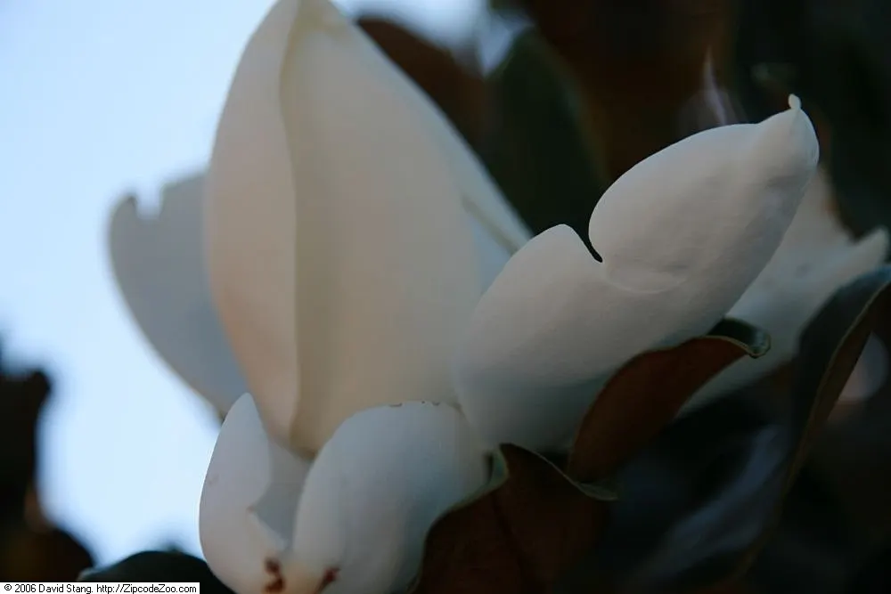 Little Gem Dwarf Southern Magnolia (Magnolia Grandiflora 'Little Gem') — This dwarf variety reaches a mature height of about 20 to 25 feet with a spread of 10