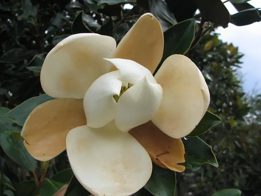 Little Gem Dwarf Southern Magnolia (Magnolia Grandiflora 'Little Gem') — Ideal for small gardens, it thrives in full sun to partial shade and, image 23