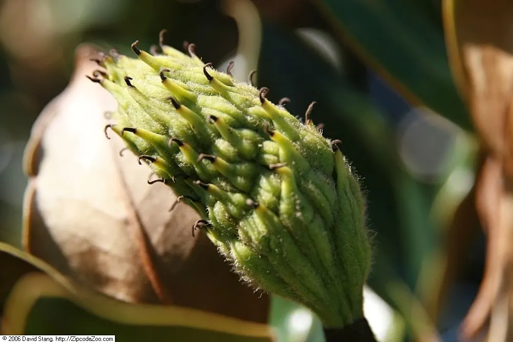 Little Gem Dwarf Southern Magnolia (Magnolia Grandiflora 'Little Gem') — It reaches a mature height of approximately 20 feet and spreads 10 feet; spanning up