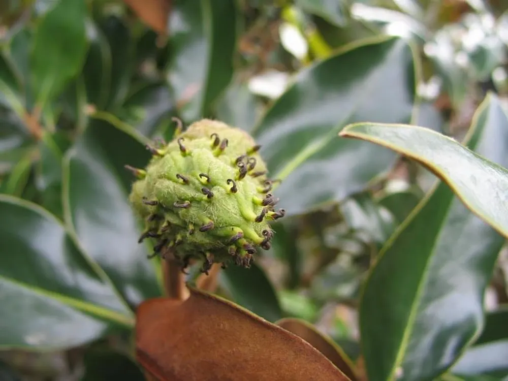 Little Gem Dwarf Southern Magnolia (Magnolia Grandiflora 'Little Gem') — velvety bronze-brown underside